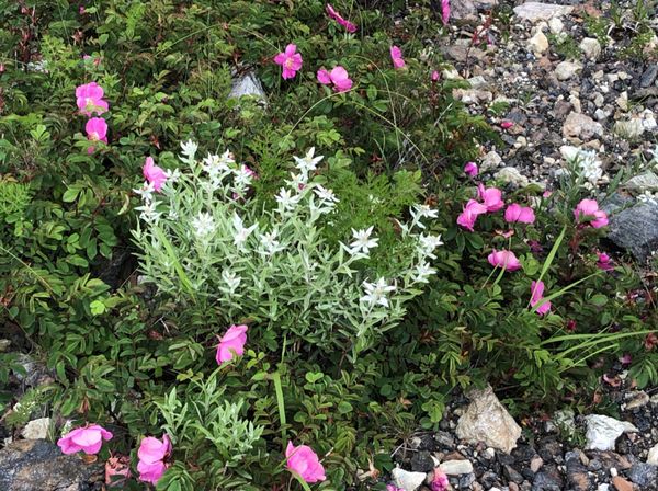 日本・長野県「白馬トレッキング」の写真