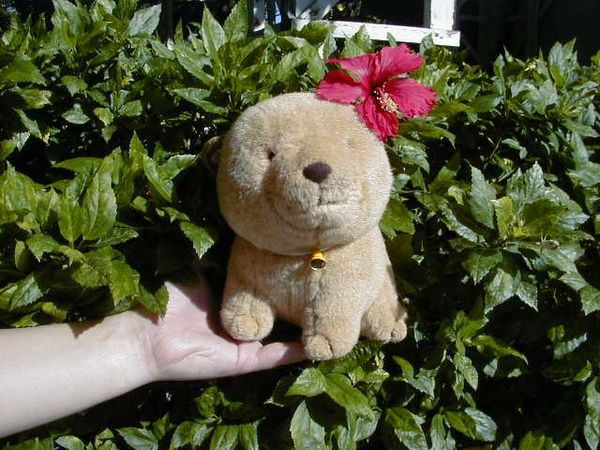 タイ・サムイ島「2003年サムイ島」の写真