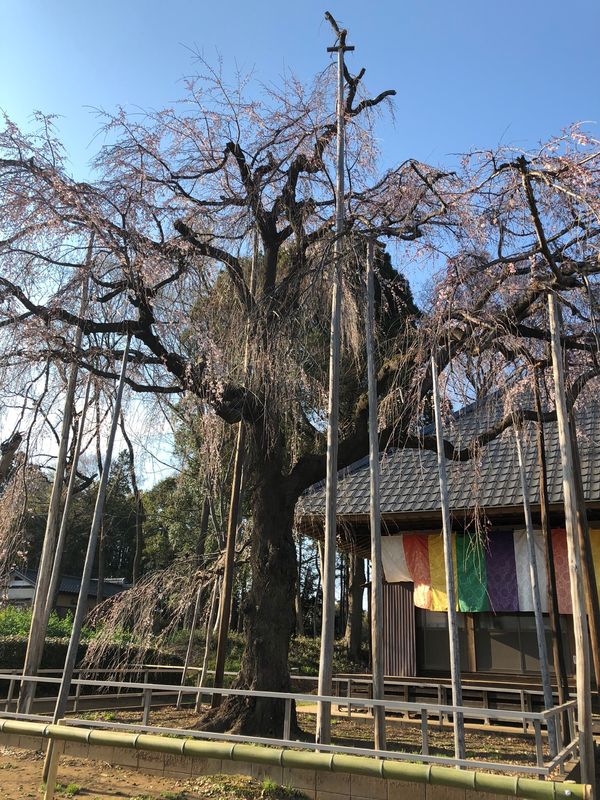 日本・川越「お花見」の写真：近場の名所に訪れてみる。
お祭りあるら...