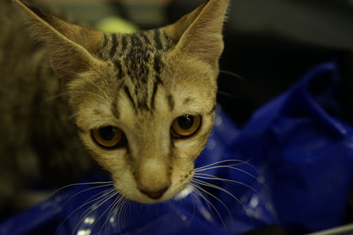 猫のお出迎え。

タクシーに乗ること1時間。
暗い階段を登り妹のマンション...