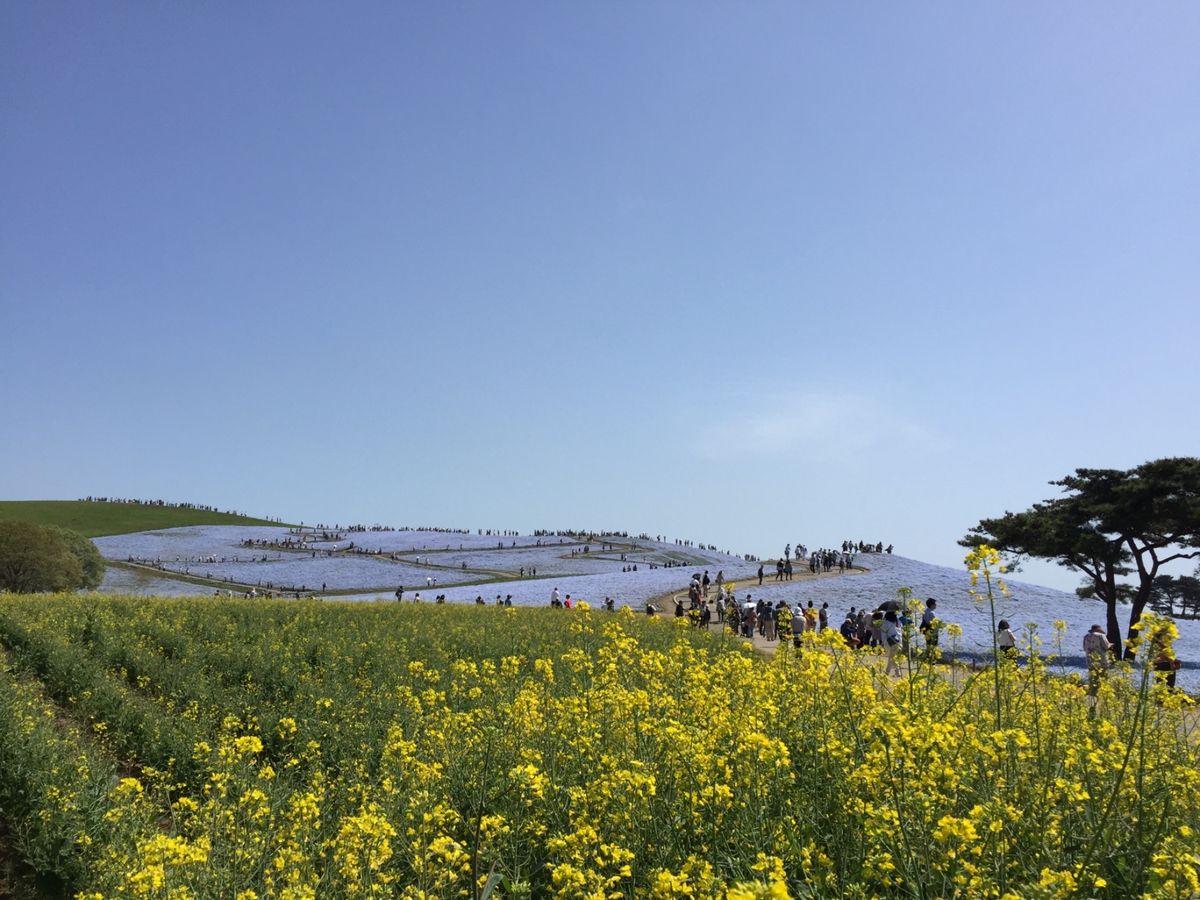 ひたち海浜公園のネモフィラの丘、一面に広がる花畑は見事でした。