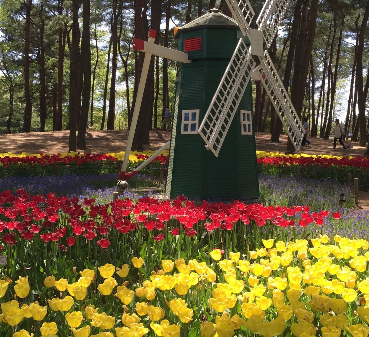 ひたち海浜公園のネモフィラの丘、一面に広がる花畑は見事でした。