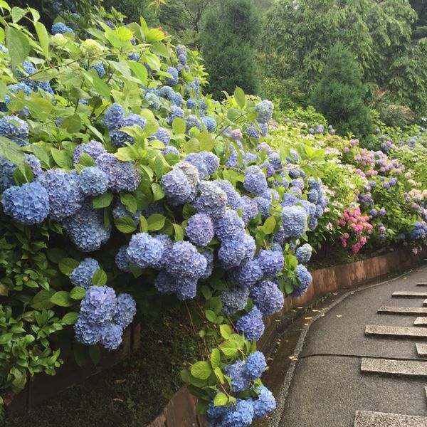 日本・京都府「京都・紫陽花の旅・2015」の写真：京都の善峯寺と祇園のひつじカフェ。