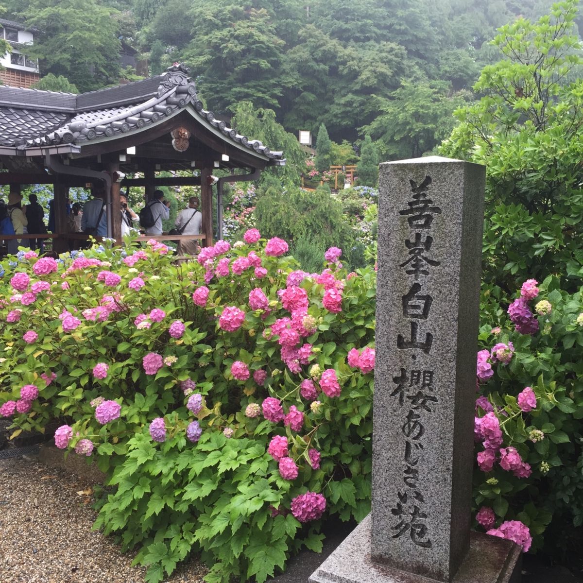 京都の善峯寺と祇園のひつじカフェ。