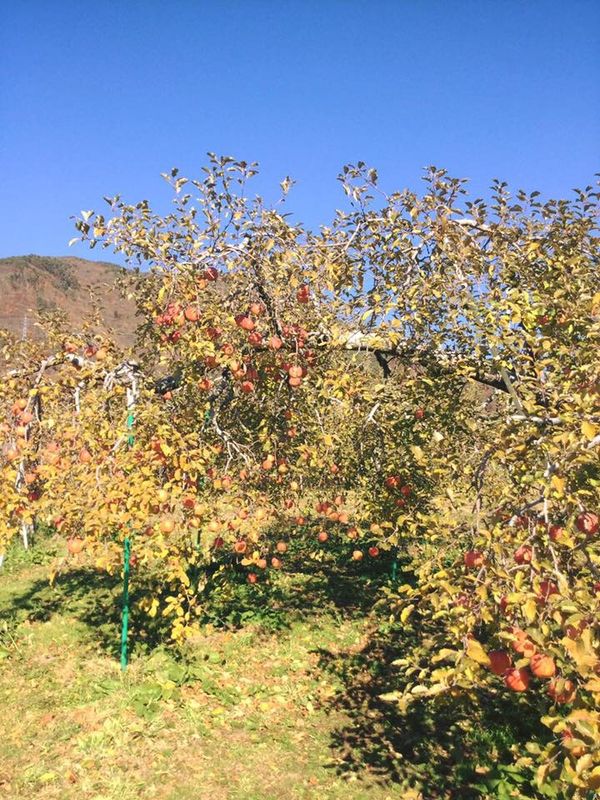 日本・長野県「戸倉上山田温泉〜松本」の写真:知り合いの農家。完熟りんご🍎、二本だけ取...