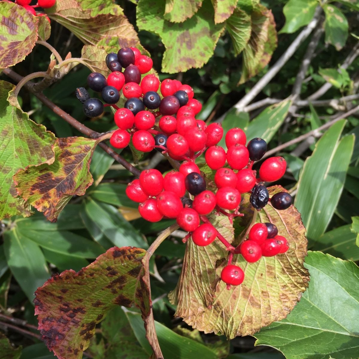 9月初旬とあって、まだ紅葉には少し早い。でも、早くも少しずつ秋の気配を感じ...