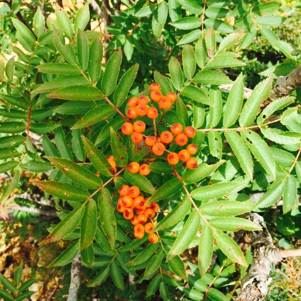 9月初旬とあって、まだ紅葉には少し早い。でも、早くも少しずつ秋の気配を感じ...