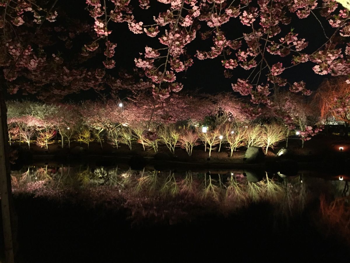 ホテル花水木の料理は美味しい。ここは温泉もいいよね。