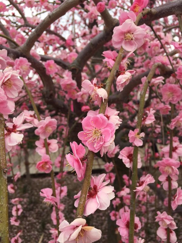 日本・長島温泉「長島リゾート・花とイルミネーションの旅」の写真：なばなの里の梅園とベゴニアガーデン。温室...