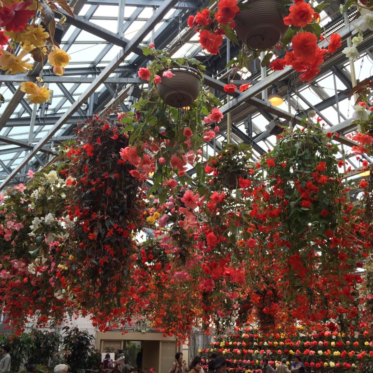 なばなの里の梅園とベゴニアガーデン。温室の中の見返りの池は見事だと思う。