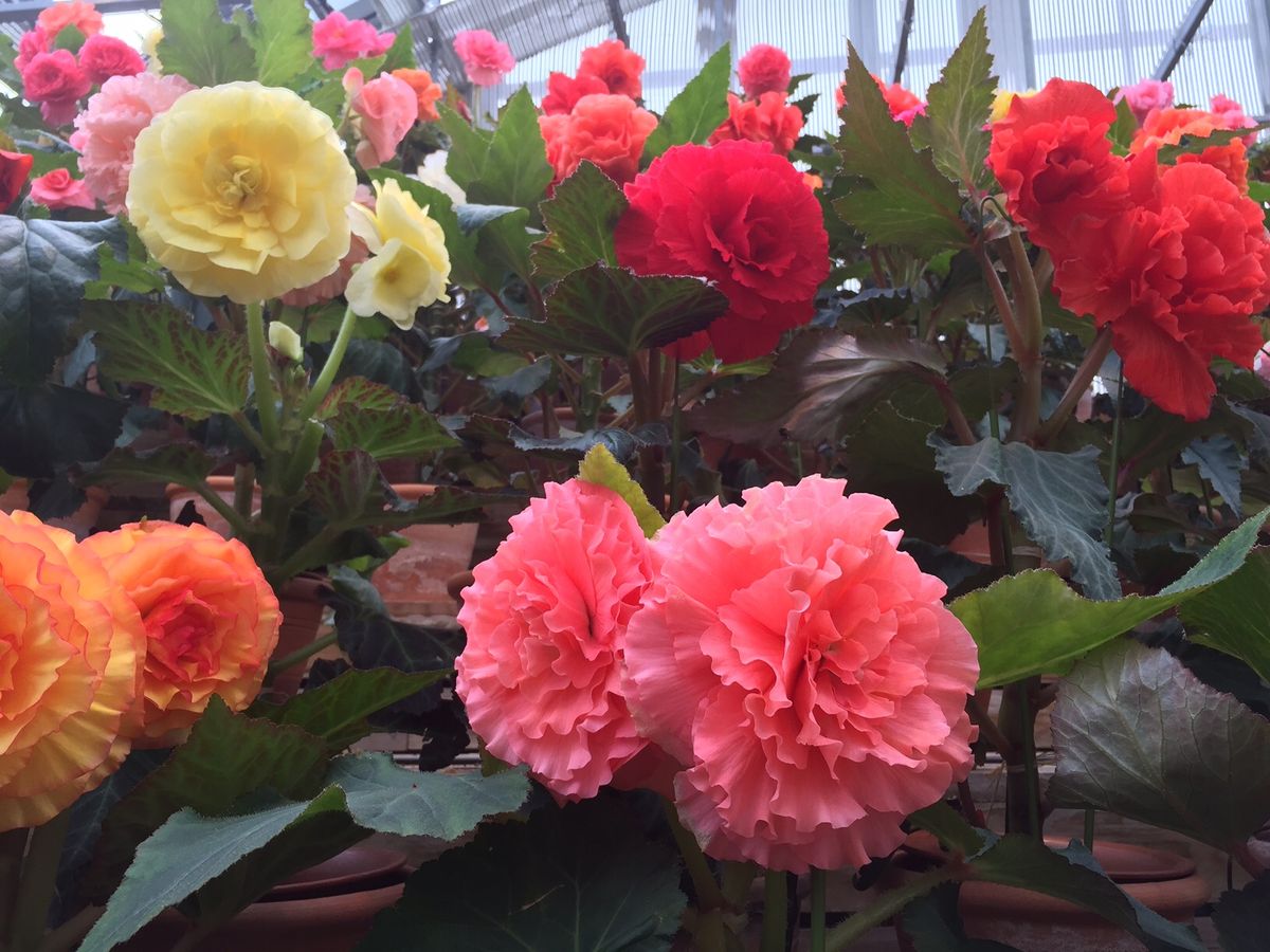 なばなの里の梅園とベゴニアガーデン。温室の中の見返りの池は見事だと思う。