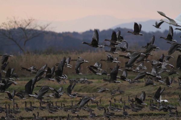 日本・宮城県「伊豆沼バードウォッチングと仙台散策」の写真：ガンの全国一の越冬地である伊豆沼。10万...