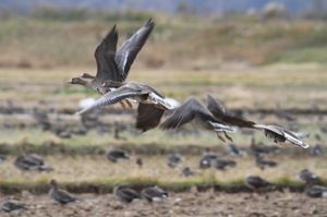 ガンの全国一の越冬地である伊豆沼。10万羽を超えるマガン、ヒシクイが一斉に...