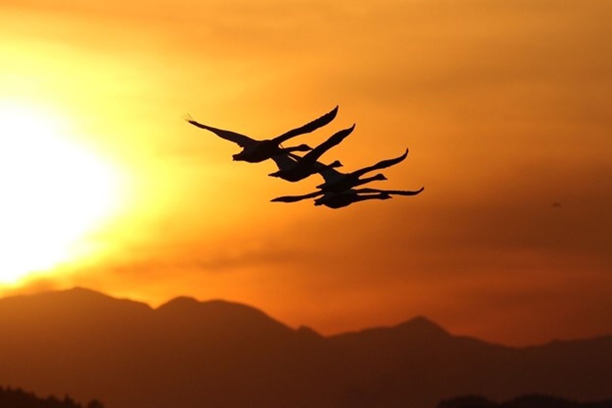 ガンの全国一の越冬地である伊豆沼。10万羽を超えるマガン、ヒシクイが一斉に...