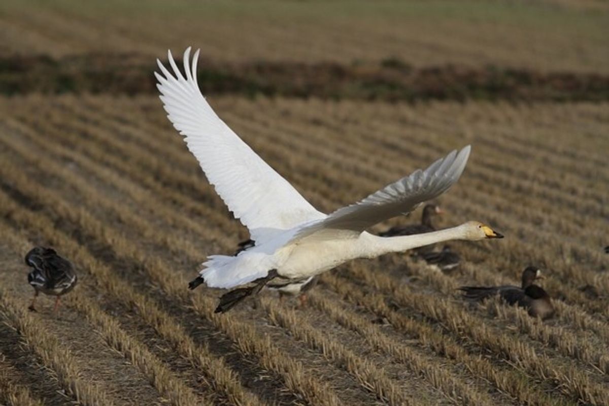 ガンの全国一の越冬地である伊豆沼。10万羽を超えるマガン、ヒシクイが一斉に...