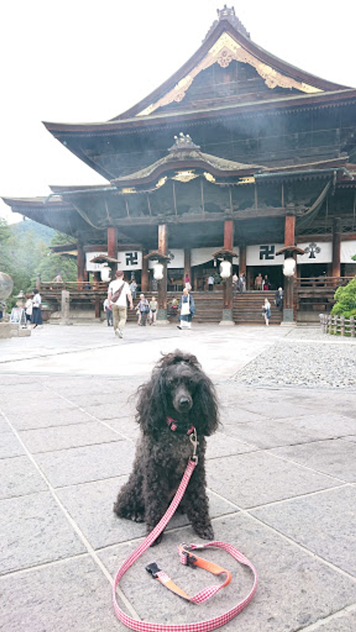 善光寺は思っていた以上にスケールが大きくお嬢(わんこ)と一緒に撮ろうとする...