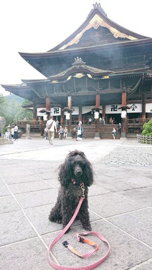 善光寺は思っていた以上にスケールが大きくお嬢(わんこ)と一緒に撮ろうとする...
