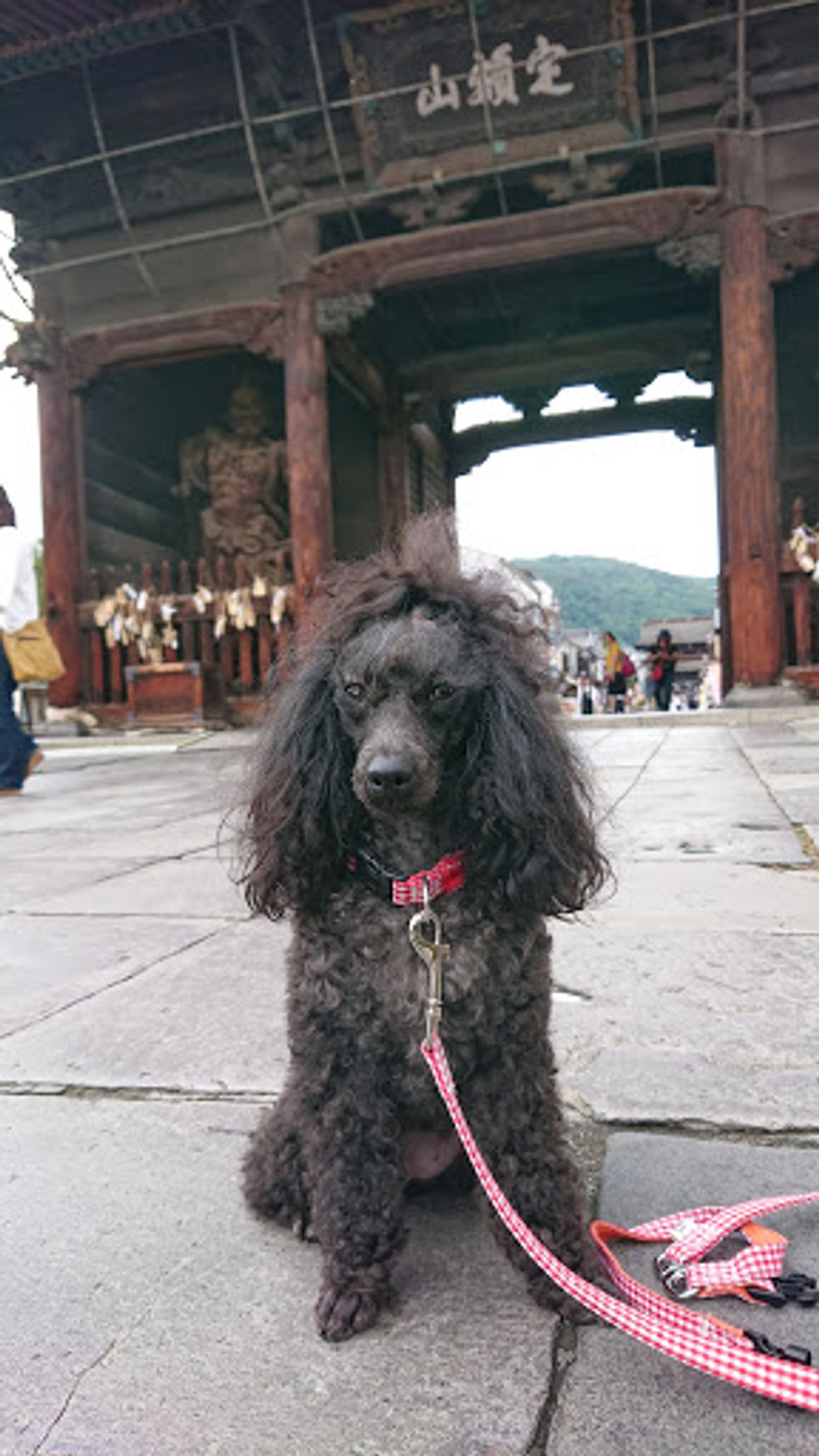 善光寺は思っていた以上にスケールが大きくお嬢(わんこ)と一緒に撮ろうとする...