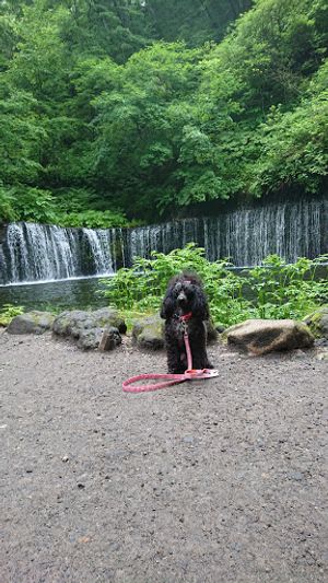 白糸の滝