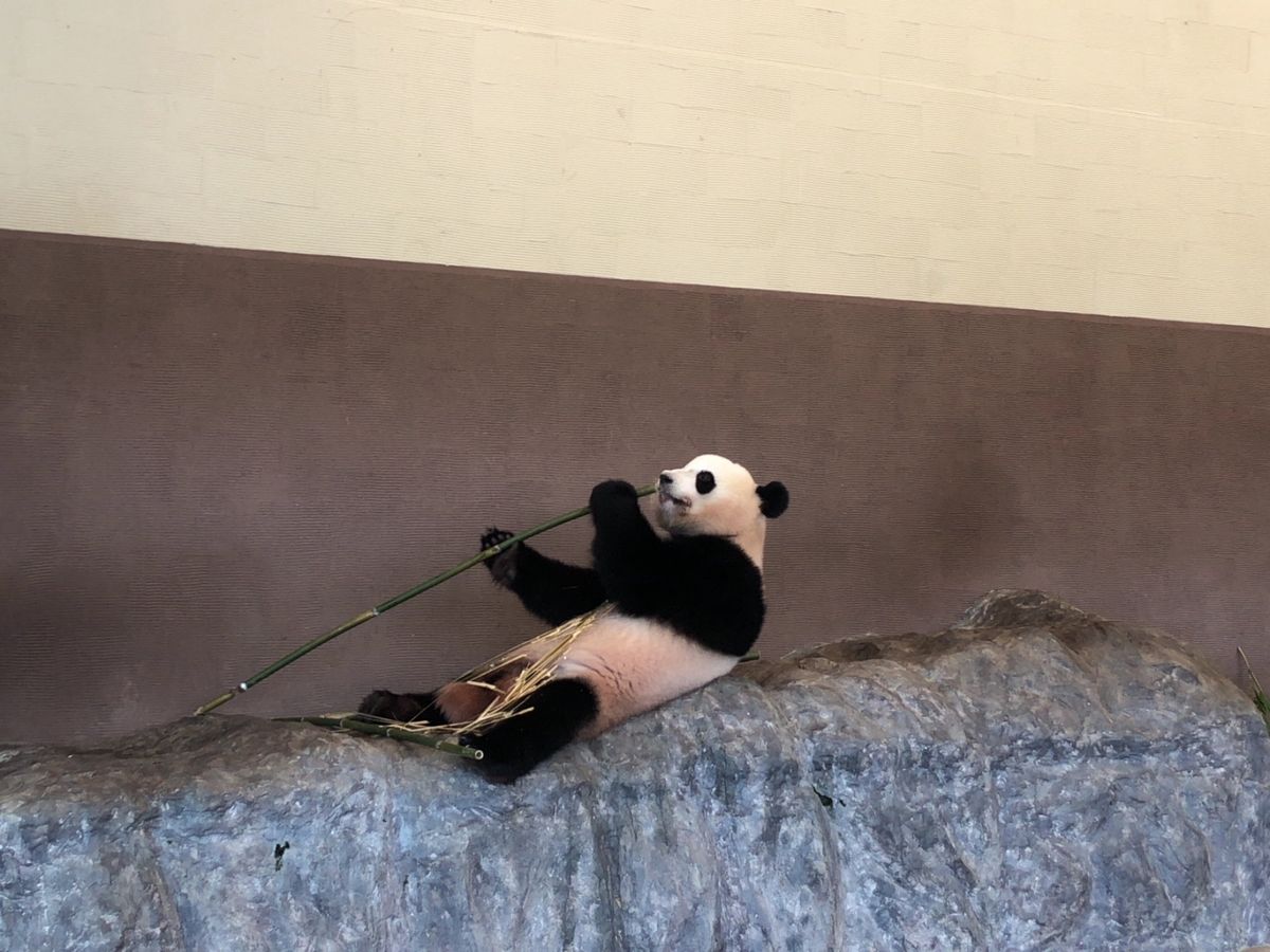 アドベンチャーワールドでパンダを見てイルカのショー。ここは動物との距離が近い。