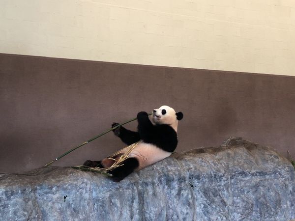 日本・南紀白浜「熊野・南紀白浜温泉の旅」の写真：アドベンチャーワールドでパンダを見てイル...