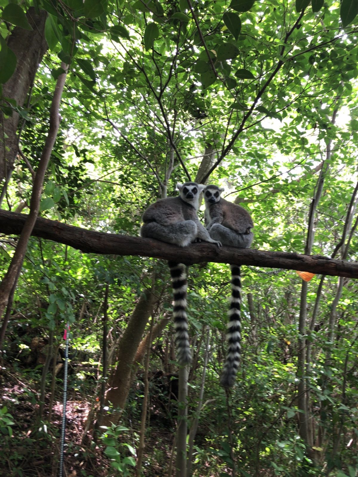 アドベンチャーワールドでパンダを見てイルカのショー。ここは動物との距離が近い。