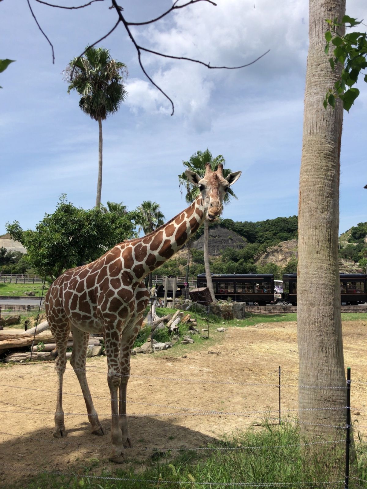 アドベンチャーワールドでパンダを見てイルカのショー。ここは動物との距離が近い。