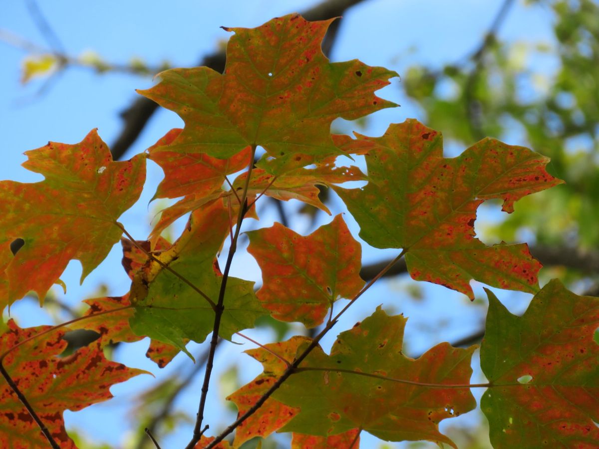 モントリオール郊外にあるローレンシャン高原で紅葉狩り。山全体が色づいて、ち...