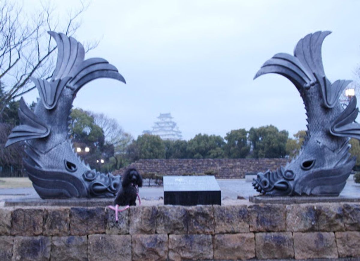 サンライズ出雲に乗って広島に向かうには普通は岡山まで行くはずだけど、わんこ...