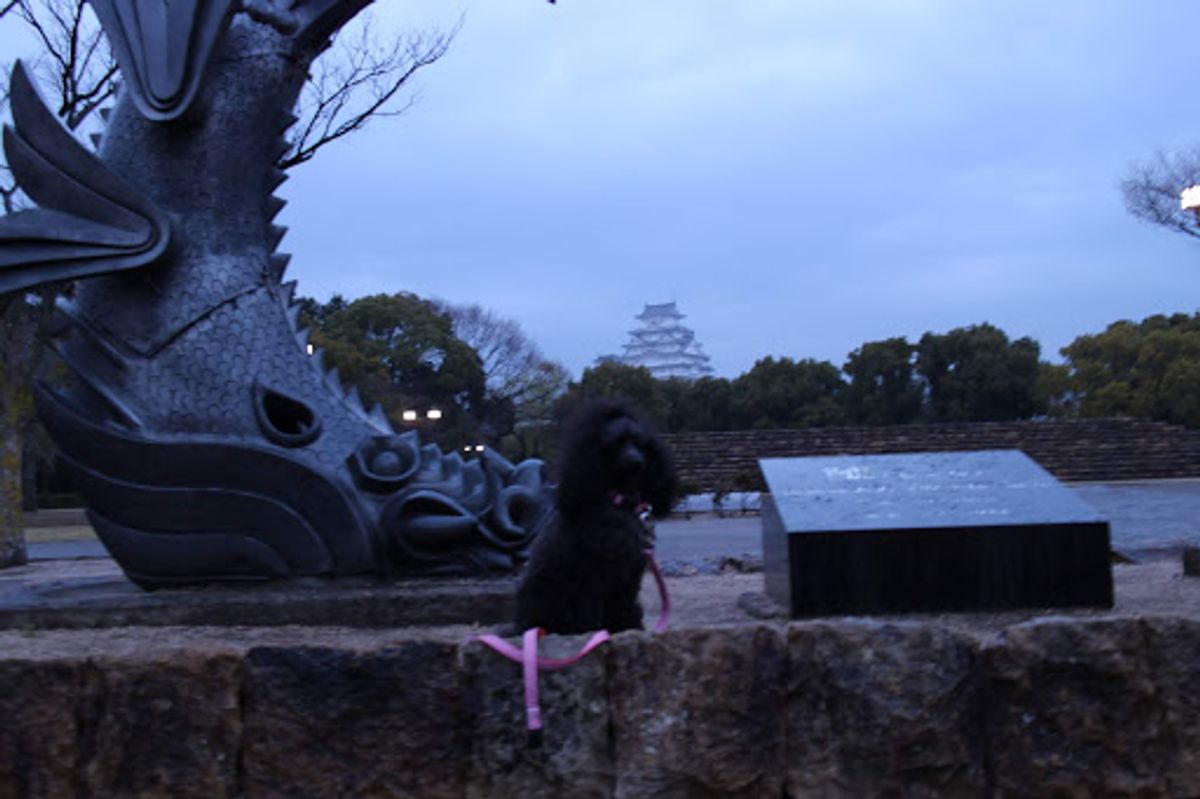 サンライズ出雲に乗って広島に向かうには普通は岡山まで行くはずだけど、わんこ...
