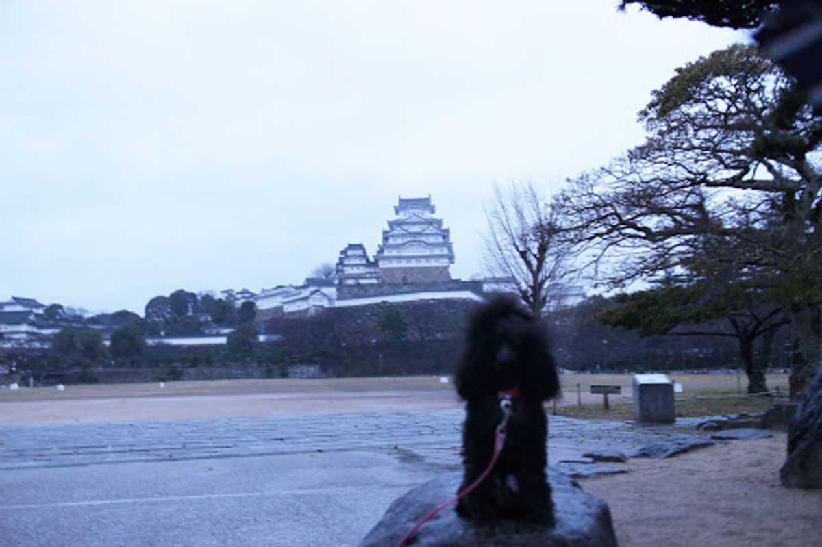 サンライズ出雲に乗って広島に向かうには普通は岡山まで行くはずだけど、わんこ...