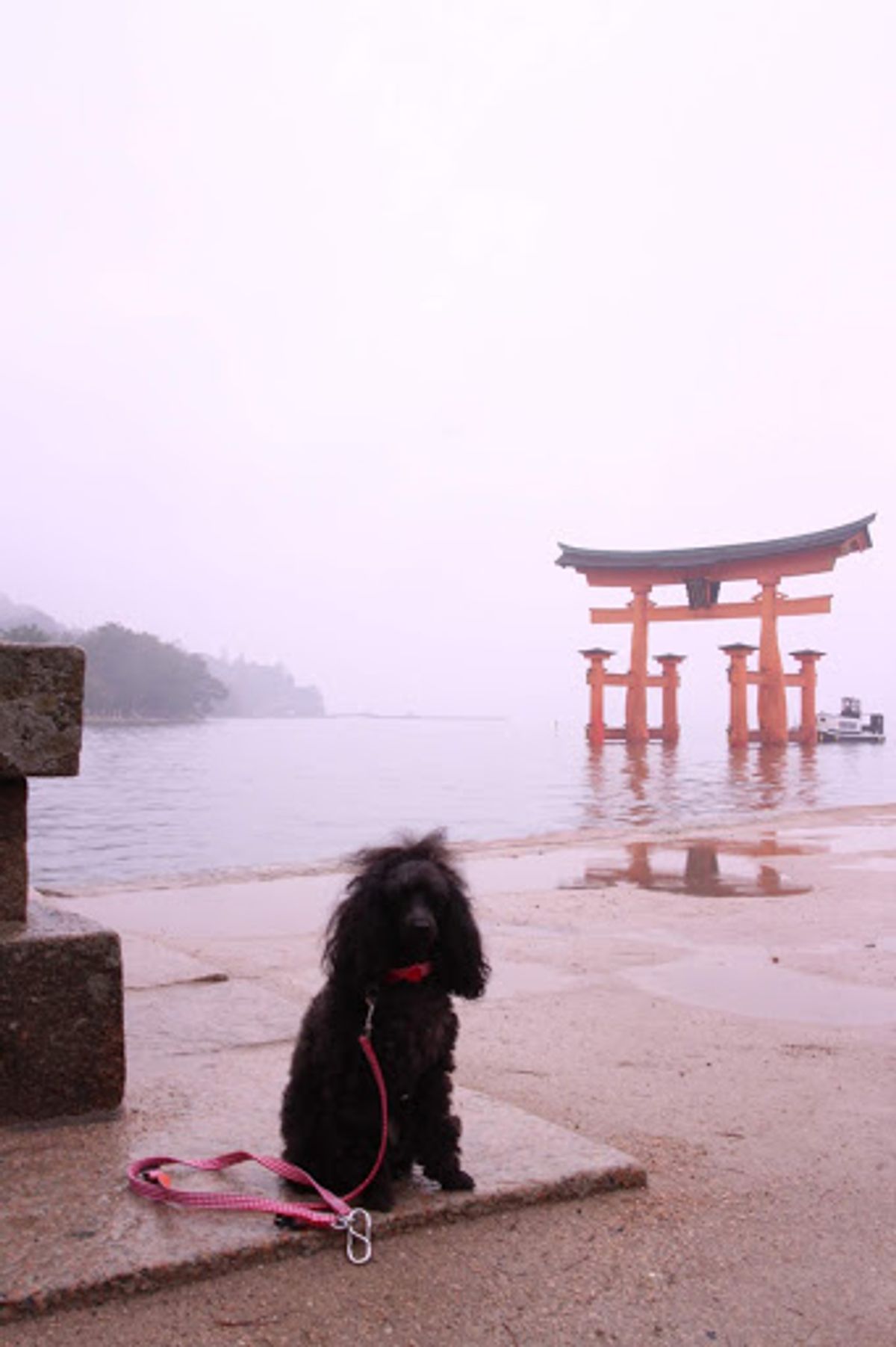 広島から電車に乗り換え廿日市市。そしてフェリーで念願の厳島神社！
雨、そし...