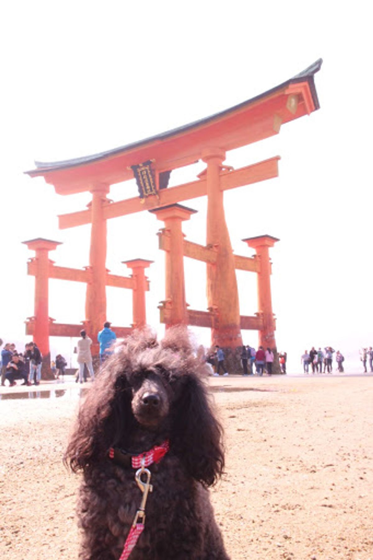 あれだけ満ちていた潮が劇的に引いた景色は感動！