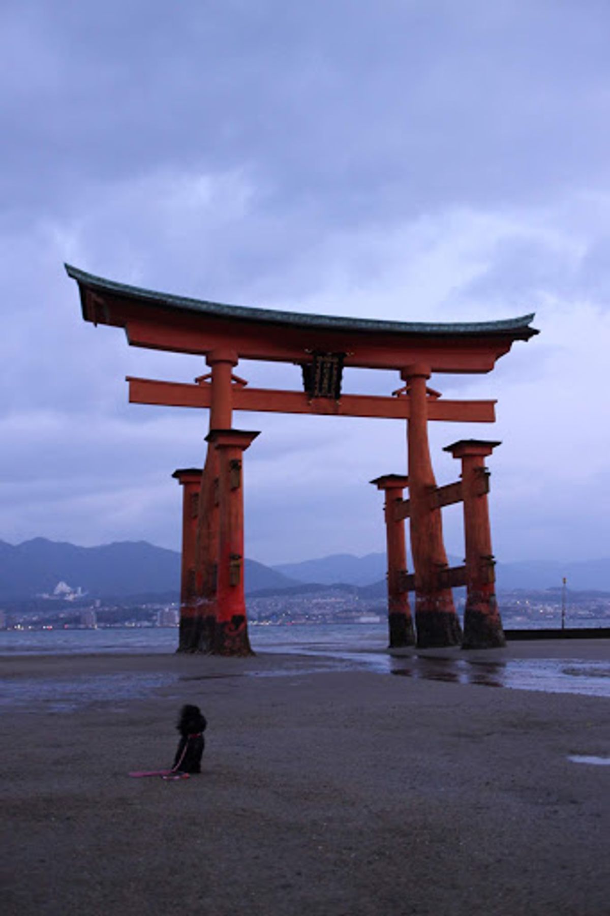 島内宿泊だったので朝散歩はもちろん神社の大鳥居まで。帰りのフェリーから眺め...