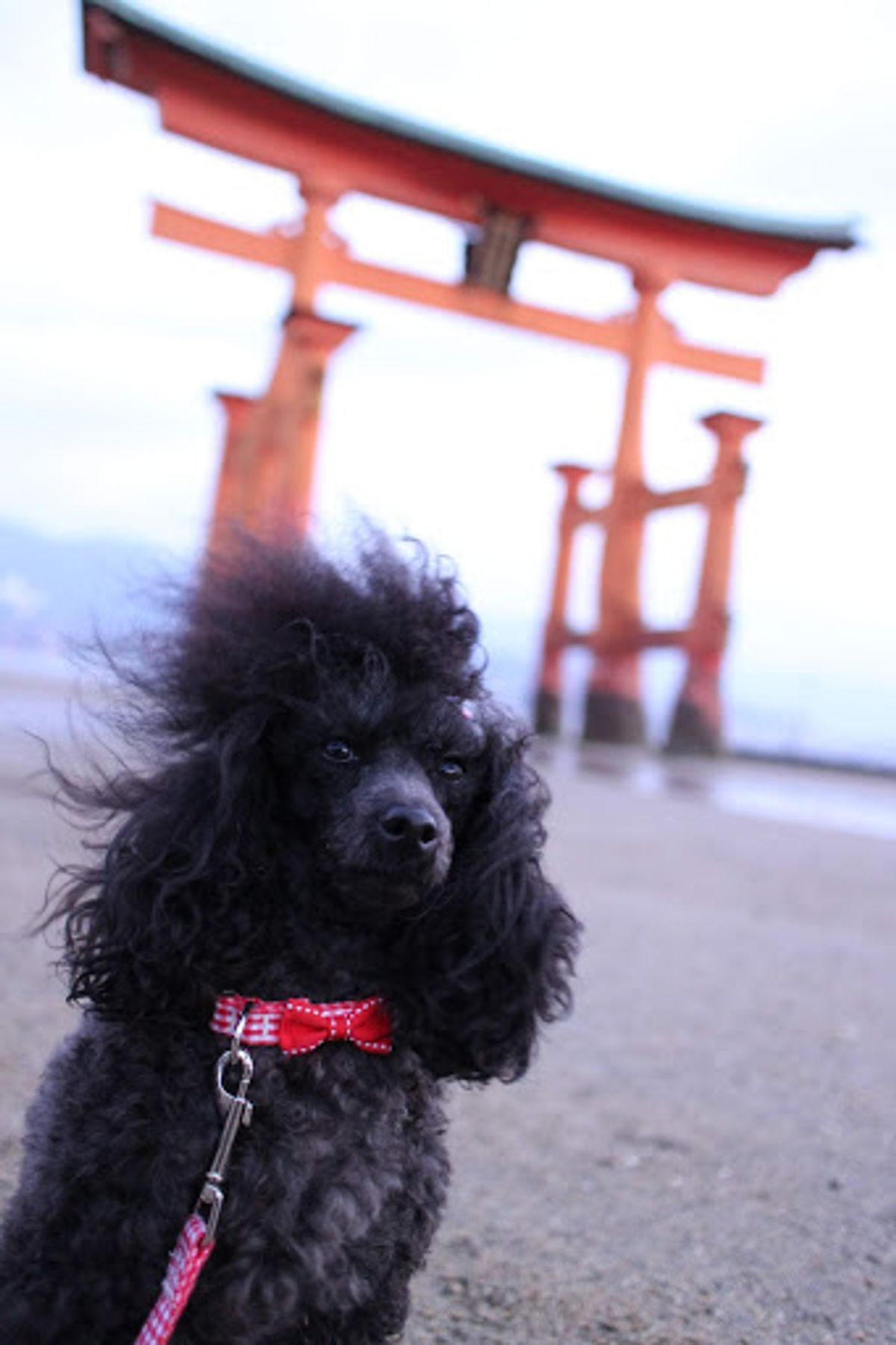 島内宿泊だったので朝散歩はもちろん神社の大鳥居まで。帰りのフェリーから眺め...