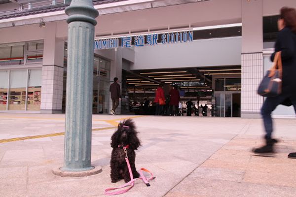 日本・広島「広島 宮島、尾道、しまなみ海道旅行」の写真：宮島から尾道へ

ケーブルカーで千光寺展...