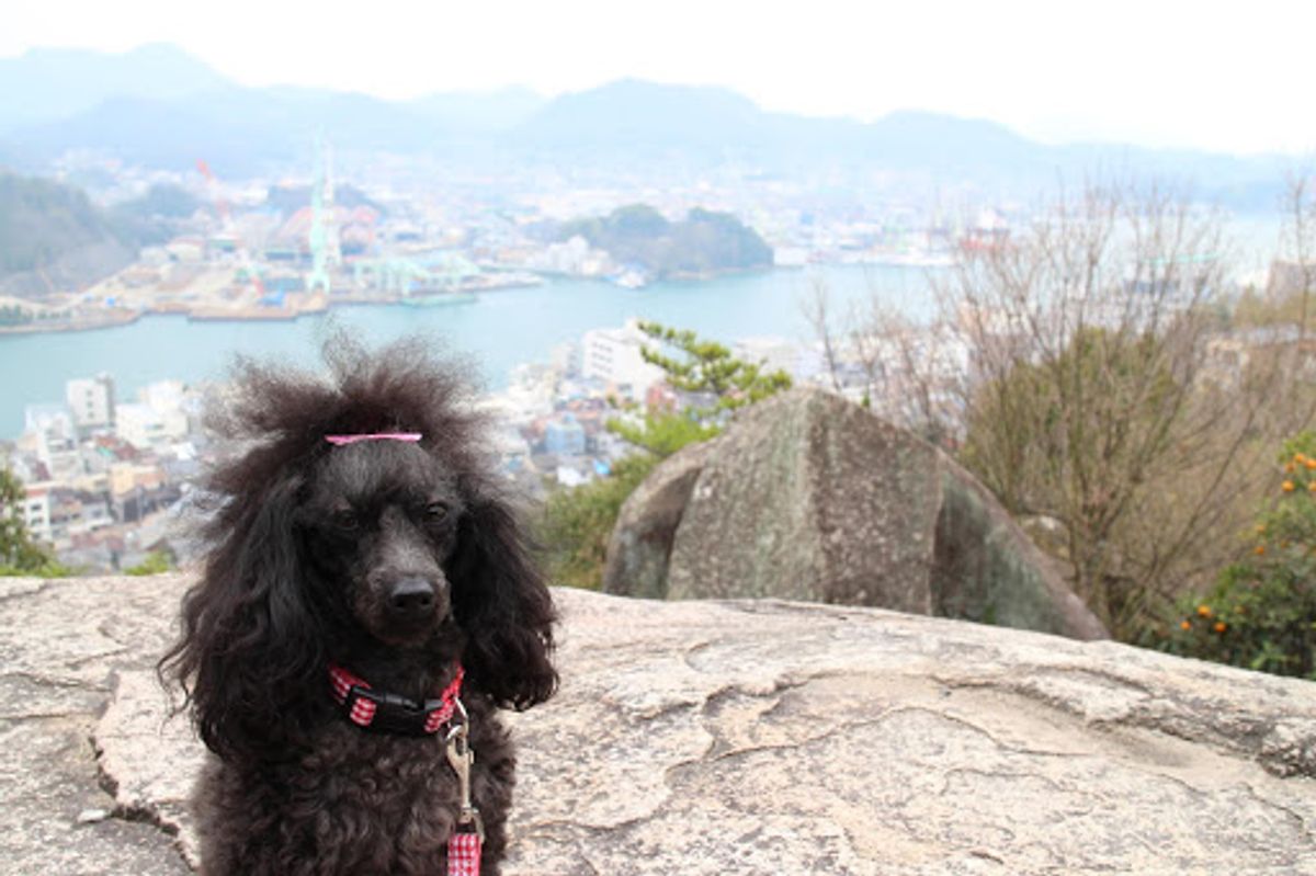 宮島から尾道へ

ケーブルカーで千光寺展望台へ。絵になる風景。4枚目は平山...