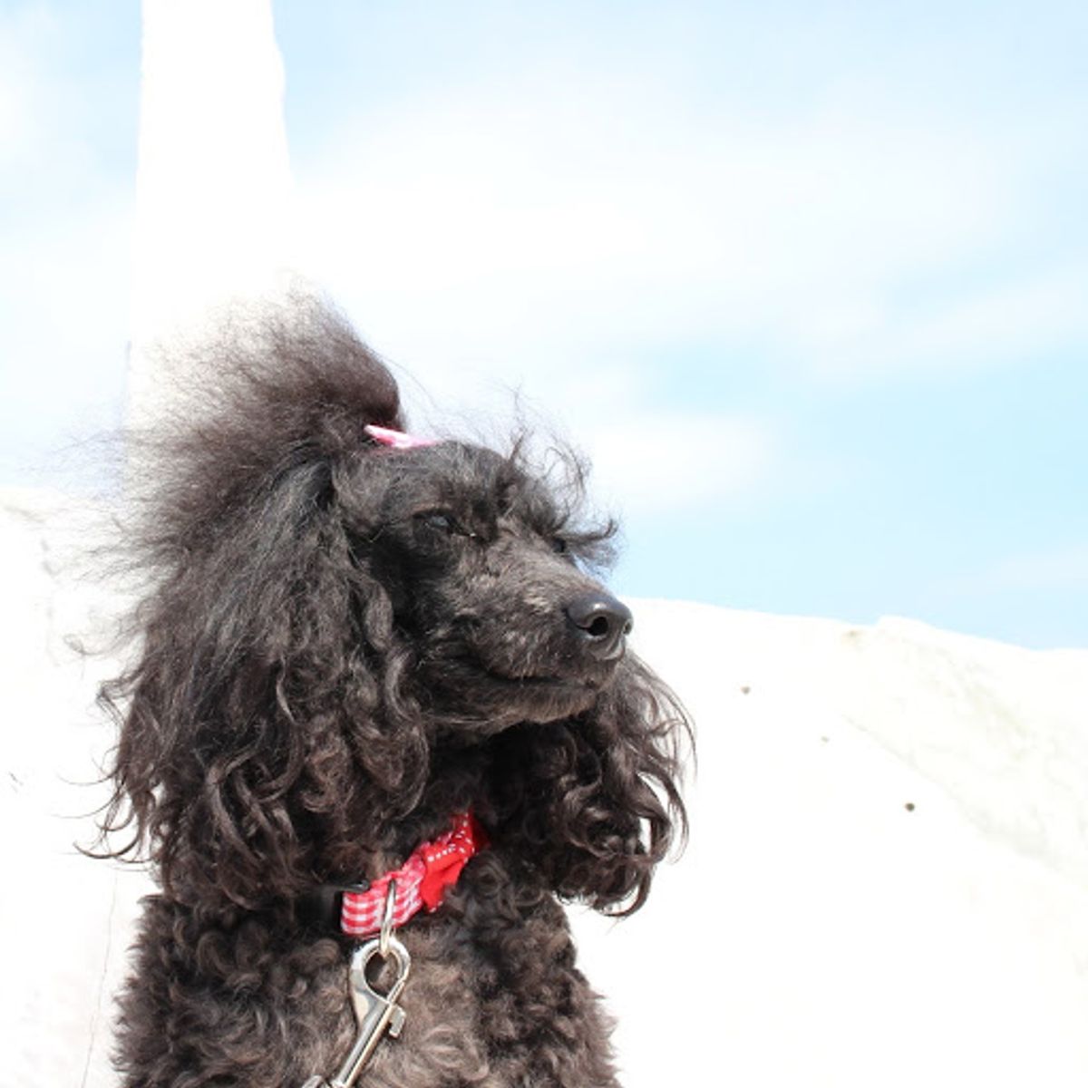 最終日はしまなみ海道の生口島。自転車ではなくフェリーで上陸。

大理石の庭...