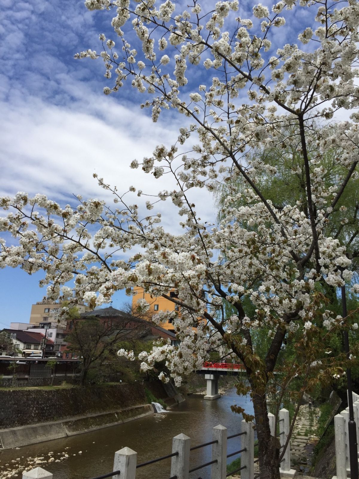 翌日は高山市内観光。朝市などを楽しみました。まだ桜が咲いていた。