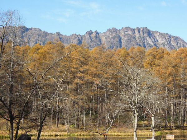 日本・長野県、戸隠「戸隠・バードウオッチングと紅葉の旅」の写真：戸隠山の紅葉。ピークよりは少し遅かったか...