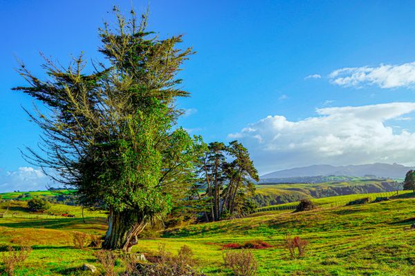 ニュージーランド・ワイトモ「ニュージーランド レンタカーで行き当たりばったりの旅」の写真：今日の予定は西に向かうことに決まった。
...