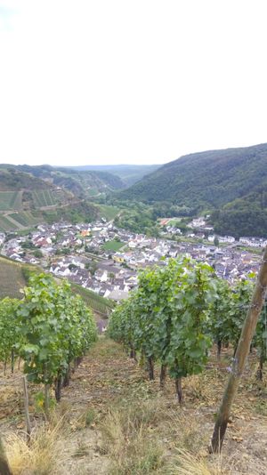 高台のぶどう畑は絶景🍇