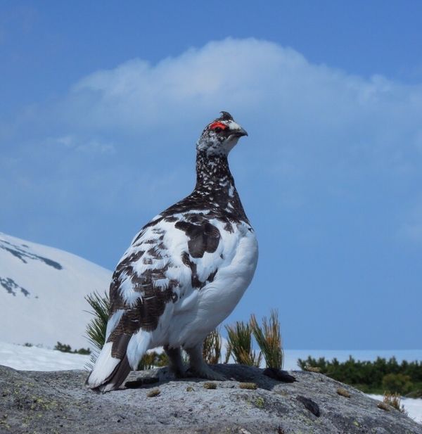 日本・立山「春の立山とライチョウの旅」の写真：春の立山の目的の１つはライチョウを見るこ...