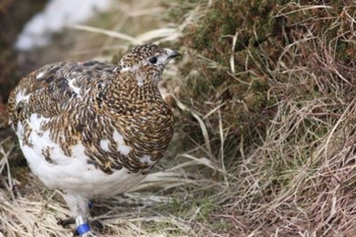 春の立山の目的の１つはライチョウを見ること。この時期はオスは縄張りを守るた...