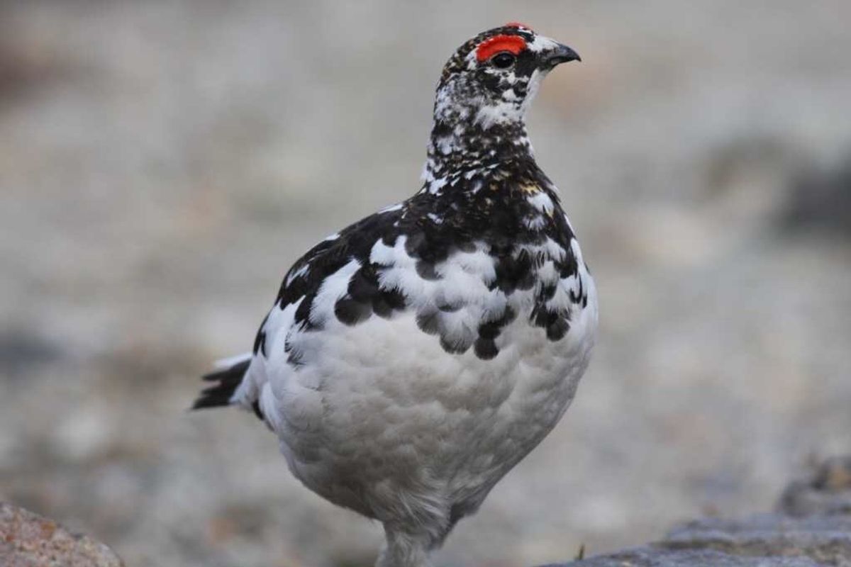 春の立山の目的の１つはライチョウを見ること。この時期はオスは縄張りを守るた...