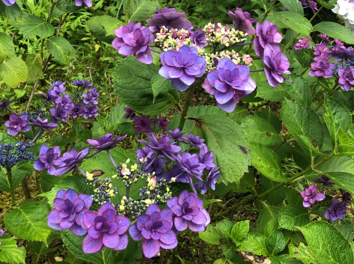 鎌倉紫陽花ハイキング。北鎌倉駅を起点に先ずは花の寺、東慶寺へ。紫陽花だけで...