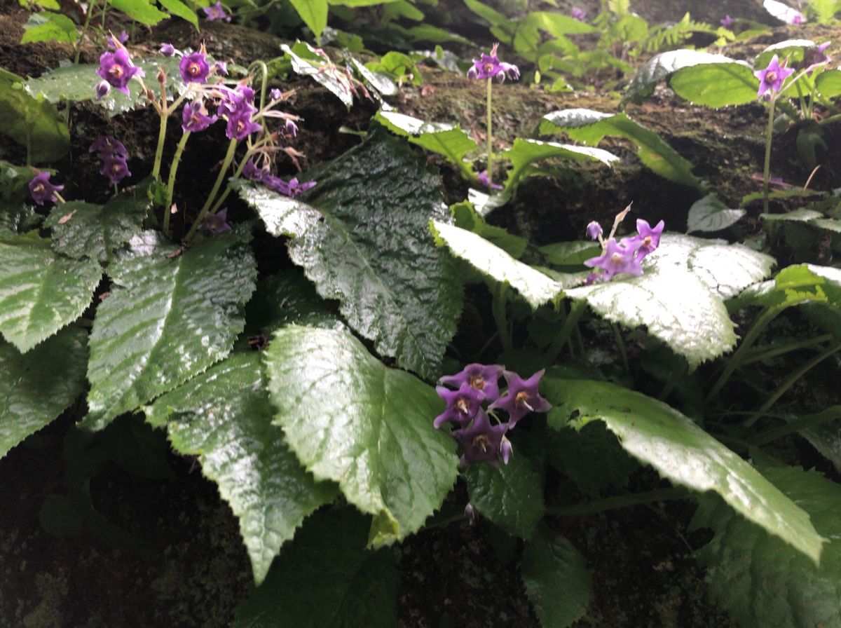 鎌倉紫陽花ハイキング。北鎌倉駅を起点に先ずは花の寺、東慶寺へ。紫陽花だけで...