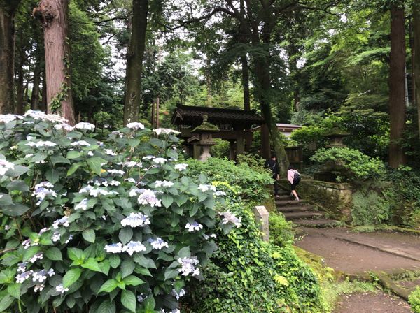 日本・鎌倉「鎌倉紫陽花ハイキング・2019」の写真：東慶寺の次は浄智寺へ。こちらは門前の紫陽...