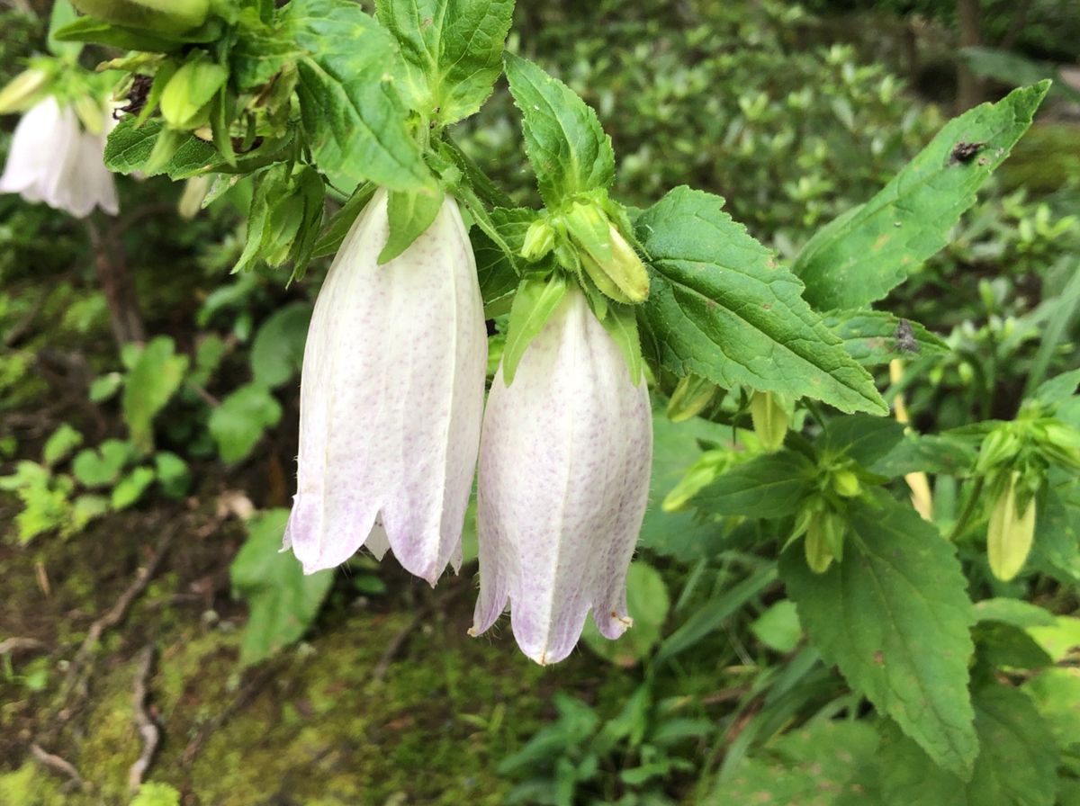 東慶寺の次は浄智寺へ。こちらは門前の紫陽花が美しい。ホタルブクロも咲いてい...