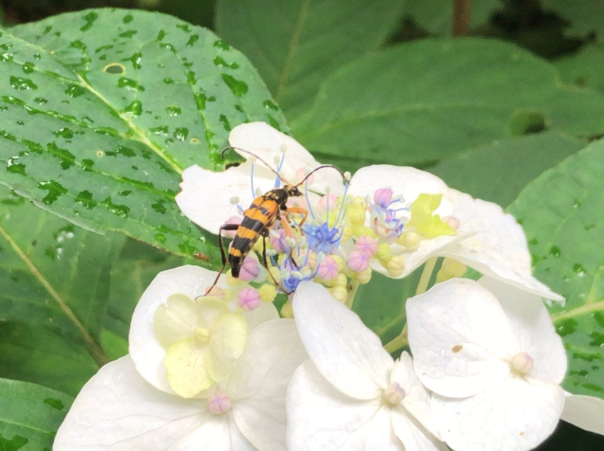 ハイキングコース途中の葛原岡神社。こちらの紫陽花も見頃を迎えていました。